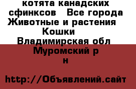 котята канадских сфинксов - Все города Животные и растения » Кошки   . Владимирская обл.,Муромский р-н